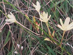 Ixia paniculata