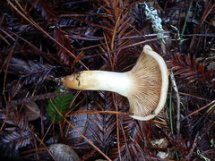 Lactarius pallescens