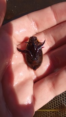 Cybister tripunctatus