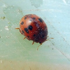 Subcoccinella vigintiquatuorpunctata