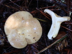 Lactarius pallescens