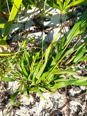 Panicum amarum
