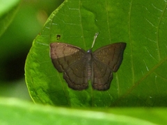 Voltinia phryxe