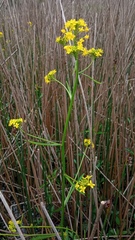 Rorippa amphibia