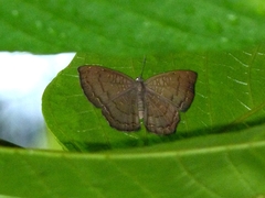 Voltinia phryxe