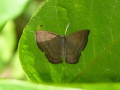 Voltinia phryxe