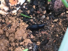 Gigantomilax cecconii