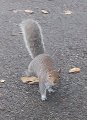 Sciurus carolinensis