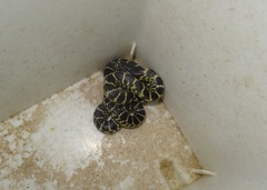 Lampropeltis splendida