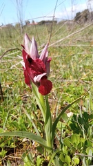 Serapias cordigera