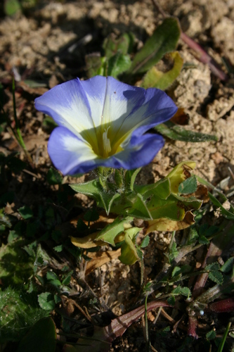 Convolvulus tricolor cupanianus
