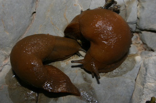 Drusia deshayesii