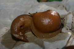 Drusia