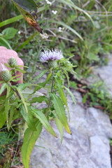 Cirsium coryletorum