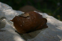 Drusia