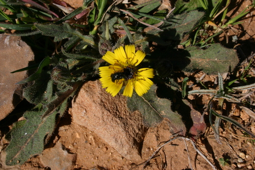 Picris cupuligera