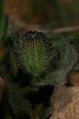 Picris cupuligera