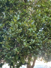 Cupaniopsis anacardioides