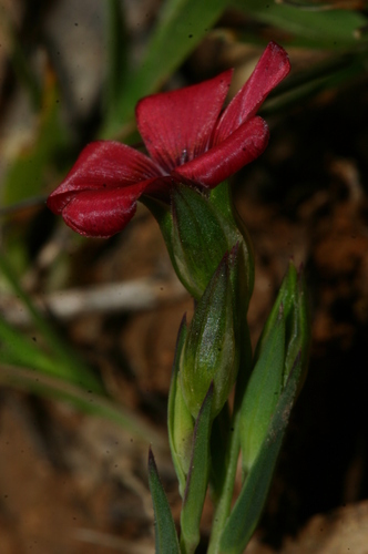 Linum decumbens