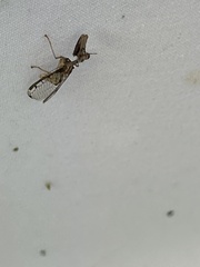 Dicromantispa interrupta