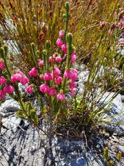 Erica tegulifolia