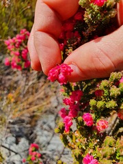 Erica tegulifolia