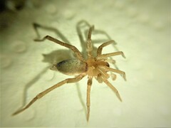 Gnaphosidae