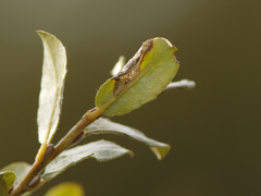 Phyllonorycter quinqueguttella