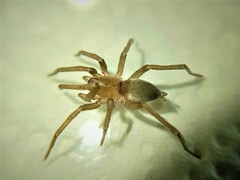 Gnaphosidae