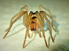 Gnaphosidae