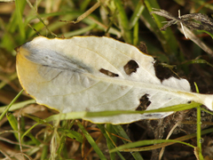 Phyllonorycter quinqueguttella