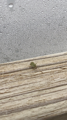 Taylorilygus apicalis