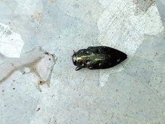 Buprestidae