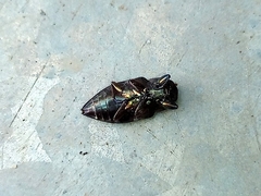 Buprestidae