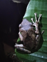 Polypedates occidentalis