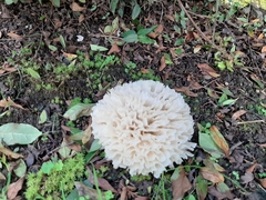 Sparassis spathulata