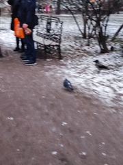 Columba livia domestica