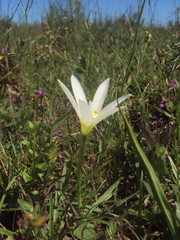 Zephyranthes