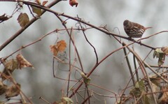 Passerella iliaca iliaca