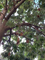 Brachychiton acerifolius