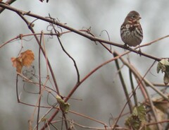 Passerella iliaca iliaca