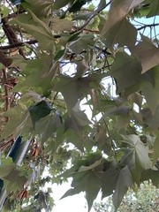 Brachychiton acerifolius