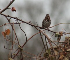 Passerella iliaca iliaca