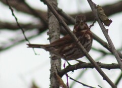 Passerella iliaca iliaca