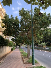 Brachychiton acerifolius