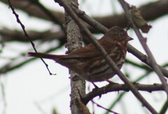 Passerella iliaca iliaca