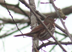 Passerella iliaca iliaca