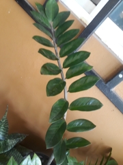 Zamioculcas