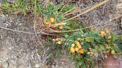 Berberis