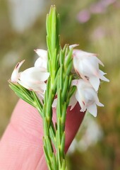 Erica dianthifolia